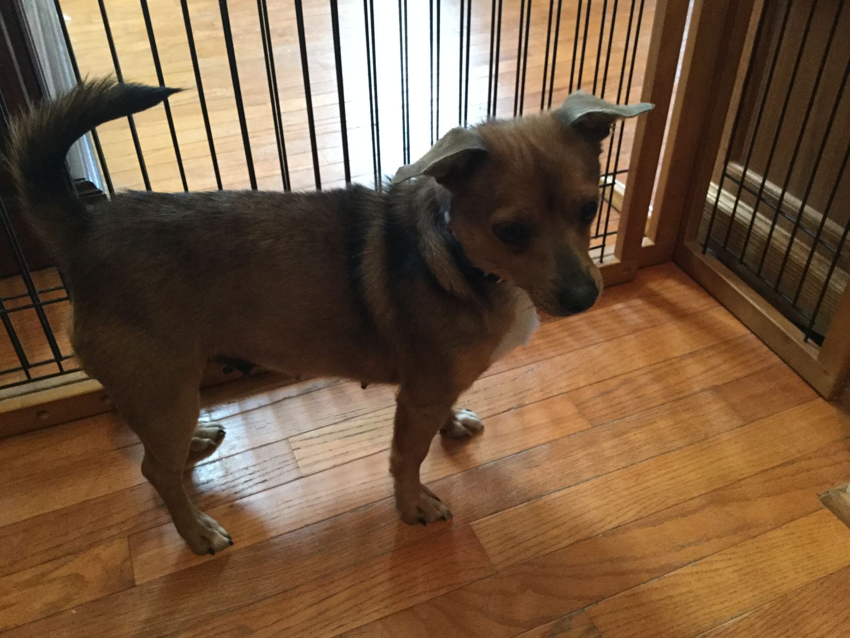 Healing Hearts Animal Rescue Group - Betsy.JPG
